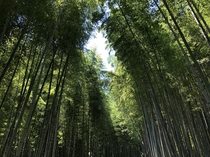 Stunning Bamboo Trail at Tenryu-ji Temple in Kyoto Japan 