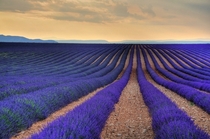 Stunning Lavender Field in Aix-En Provence France 