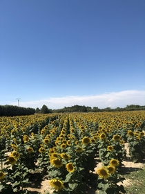 Stunning sunflowers in France