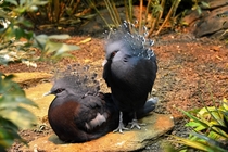 Stunning Victoria Crown Pigeons Goura victoria 