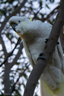 Sulphur-Crested Cockatoo Cacatua galerita   x 