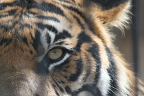 Sumatran tiger Panthera tigris sumatrae 