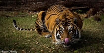 Sumatran Tiger Panthera tigris sumatrae 