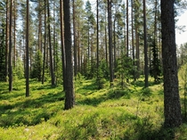 Summer deep in the Scandinavian woods Vstergtland Sweden 