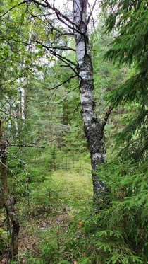 Summer forest Ivanovskaya oblast Russia  x
