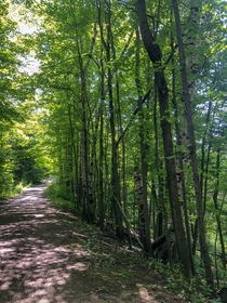 Summer hike on the Bruce Trail Ontario Canada 