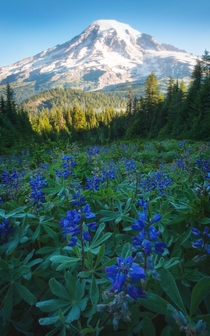Summer Wildflowers at Rainier NP from the Tatoosh Range 