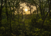 Sun peaking through the edge of a forest - Madison WI 
