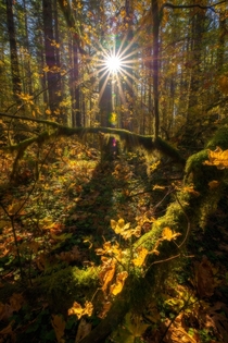 Sun shining on the last remnants of fall in the Gifford Pinchot National Forest Washington 