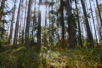 Sun shining through the branches Estonia 