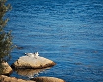 Sunbasking seagulls 
