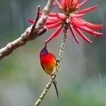 Sunbird in the rainHong Kong