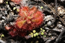 Sundew growing on the side of a rocky cliff at Lamington National Park Queensland 