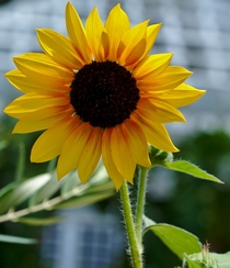 Sunflower  Helianthus 
