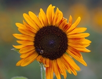 Sunflower in Raleigh NC Dorothea Dix Sunflower Fields 