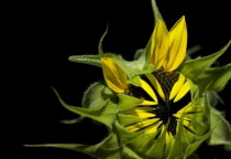 Sunflower Mid-Bloom OC 