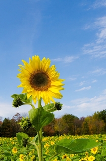 Sunflower standing out in a crowd 