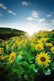 Sunflowers at Sunset in the Pacific Northwest x