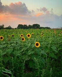 Sunflowers at Sunset - Miami Florida 