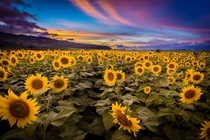 Sunflowers at Sunset - North Oahu x 