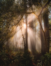 Sunlight bursting through the misty forest in Lady Bird Johnson Grove Redwood National Park Orick California USA 
