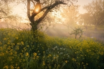 Sunlight hitting through the fog at a spring morning in the Betuwe area of The Netherlands x
