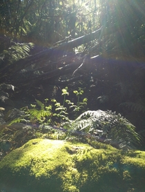 Sunlight on the moss and ferns KunanyiMt Wellington Tasmania  OC