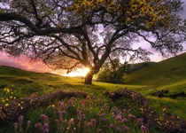 Sunol Regional Park during the Spring bloom By Victor Carreiro 