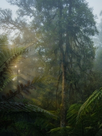 Sunrays in an ancient Australian rainforest - Barrington Tops NP OC x dalegphoto