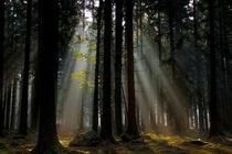 Sunrays in the Ardennes 