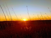 Sunrise in one of Iowas last intact prairies 
