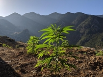 Sunrise over the Cannabis fields of the Rif Mountains Morocco 