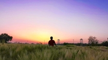 Sunset at a wheat farm India