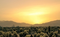 Sunset at Joshua Tree National Park 