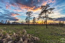Sunset in a pine flatwoods ecosystem about  weeks after a fire in central Florida 