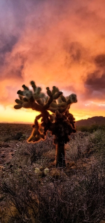 Sunset in the desert near Superior AZ xOC