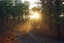 Sunset in the Pine Barrens 