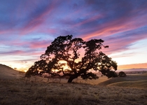 Sunset of Sonoma Sonoma County CA 