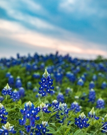 Sunset over a field of bluebonnets in Austin Texas -  - IG travlonghorns