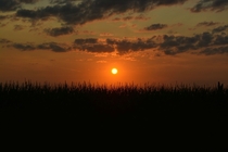 Sunset over Minnesota cornfields 