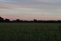 Sunset over Soybean fields in Indiana 