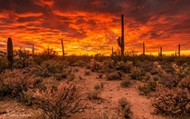 Sunset    Saguaro National Park Arizona USA    Photographed by Thomas McEwen 