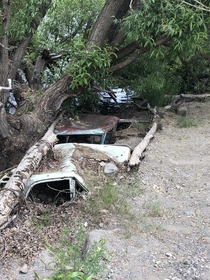 Super old cars left on the side of the river overtaken by nature Counted  total will upload an imgur album if I can figure it out