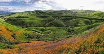 Superbloom among the rolling greens of Chino Hills State Park outside of Los Angeles CA 