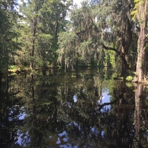 Swamp near Charleston SC 