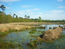 Swampy grasslands in The Kempen Belgium