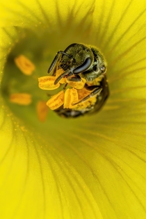 Sweat Bee Foraging in a Sourgrass Flower II 