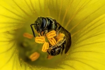 Sweat Bee Foraging in a Sourgrass Flower III