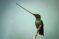 Sword-billed hummingbird in Ecuador 