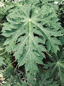 Symmetry  - Papaya Carica Papaya Leaf